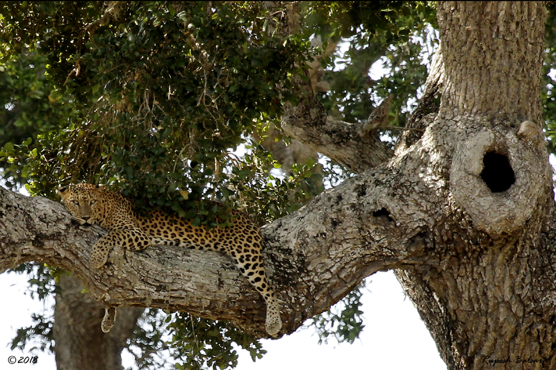 Leopard at Yala National Park